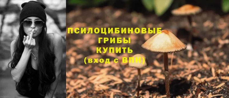 kraken ССЫЛКА  купить наркотики цена  Багратионовск  Псилоцибиновые грибы Psilocybine cubensis 